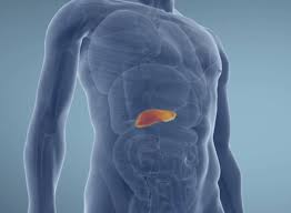 Image result for pancreas location