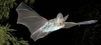 Bat guano is an organic fertilizer that has been harvested for hundreds of years to improve plant growth and. What To Do If There S A Bat In Your House Good Living