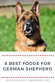 However, your german shepherd puppy will not need to eat a puppy food for this entire time. Discover These 8 Best Foods For Feeding Your German Shepherd German Shepherd Food Best Dog Food Dog Food Recipes