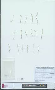 Image result for Congolanthus longidens