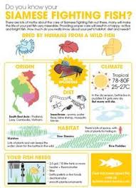 Fish Care Tips How Well Do You Know Your Betta Fish Are You Using A Filter Heater Should You Betta Fish Care Betta Fish Care