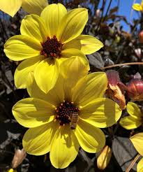 Image result for Dahlia sp. (cultivar)