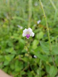 Image result for Asystasia vogeliana