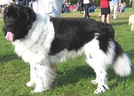 Big Black And White Fluffy Dog Pin On Spaniels