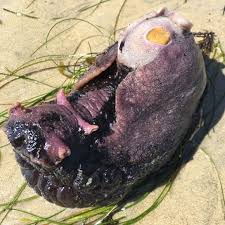 They have numerous species, the most well known being aplysia californica. California Sea Hare Project Noah