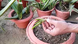 If your aloe vera plant is in a larger pot with other succulents and plants, you will prune the stem where it meets the surface of the potting mix. How To Grow Aloe Vera In Pots At Home Youtube