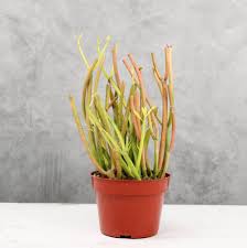 Image result for Euphorbia tirucalli