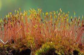 Plant reproductive system - Mosses, Gametophytes, Sporophytes | Britannica