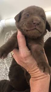 The most important thing for a new labrador puppy owner is to make sure that it is healthy and happy. Chocolate Lab Pups In Florida Home Facebook