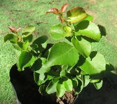 Image result for Gymnosporia buxifolia