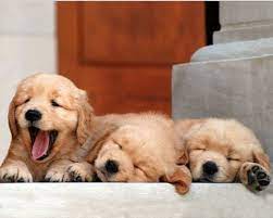 $300 louise, golden retriever for adoption in knoxville, tennessee golden retriever · knoxville, tn louise is a golden retriever/great pyrenees mix, about 6 years old, ~82 lbs. Wake Up Kids It S A Muttsy Monday Puppies Retriever Puppy Golden Retriever