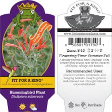 Image result for Dicliptera pumila