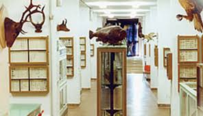 Ottimi articoli di zoologia (università). Unica It Struttura