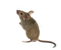 Wood Mouse Looking Up In Front Of A White Background Ad Mouse Wood Front Background White Ad Pet Mice Cute Animals Cute Mouse