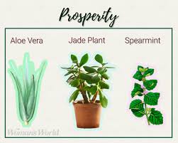 Check spelling or type a new query. Plants For Positive Energy Prosperity Protection Health And More
