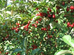 Image result for goumi