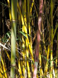 Image result for Oldeania alpina