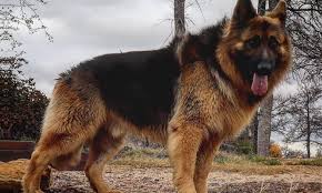 Von anna german shepherds offer quality championship purebred german shepherd puppies for sale in atlanta georgia and the southeast usa. Long Haired German Shepherd All Information You Want To Know