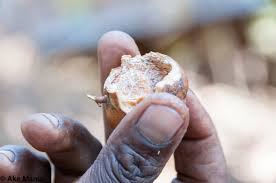 Image result for Vangueria madagascariensis