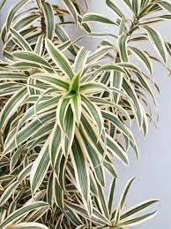 A dracaena reflexa, native to madigascar, mauritius, and other islands of the indian ocean, is another member of the huge dracaena family. Pleomele Dracaena Reflexa Selvvva
