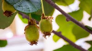 Die bodenbeschaffenheit beim kiwi pflanzen. Kiwi Pflanzen Winterharte Exoten Im Garten Pflegen Ndr De Ratgeber Garten Nutzpflanzen