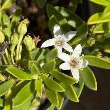 Image result for Myoporum