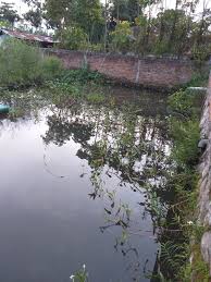 Antara ikan air tawar yang. 200 An Kolam Di Kelurahan Tumobuy Penyumbang Produksi Ikan Air Tawar Di Kota Kotamobagu Kotamobagupost Com