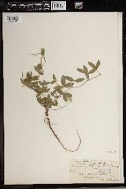 Image result for Teramnus repens