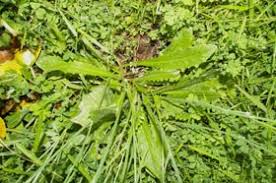 Image result for Hypochaeris radicata