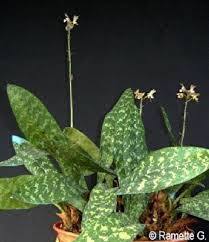 Image result for Oeceoclades maculata