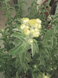 Image result for Helichrysum foetidum