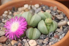 Image result for Achyropsis