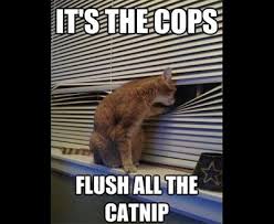 25 Funny Cat Memes To Make You Laugh Cattime Funny Cat Pictures Cat Memes Crazy Cats