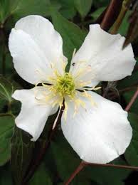 Clematis montana (mountain clematis2 also himalayan clematis3 or anemone clematis) is an early flowering plant of the genus clematis. Clematis Montana Grandiflora Weisse Anemonen Waldrebe Gunstig Kaufen