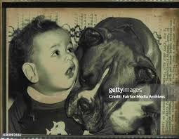 132 Boxer Dog Family Stock Photos, High-Res Pictures, and Images