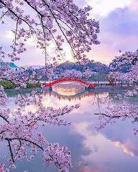 Pin On Blooming Cherry