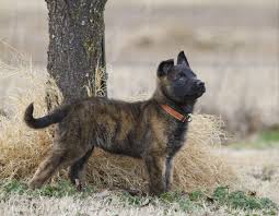 German shepherd husky mix is an extremely intelligent dog breed and a beautiful blend of two amazing dog breeds. Dutch Shepherd Vs Australian Cattle Dog Breed Comparison