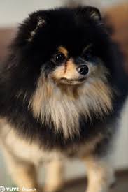  Dispatch For Tanie Anjing Kecil Anjing Imut