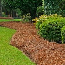 Directly from our farms to your home or business. Pine Straw Southern Lawn