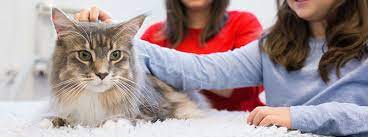 Opioids are heavily utilized in humans with cancer and have become incorporated into pain management plans for cats and. Skin Cancer In Cats Does My Cat Have Skin Cancer My Family Vets