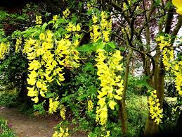 Brechnuss, buchsbaum, einbeere, eisenhut, herbstzeitlose, hundspetersilie, narzisse, oleander, wasserschierling und wunderbaum. Die Haufigsten Giftpflanzen Im Garten Nachgeharkt