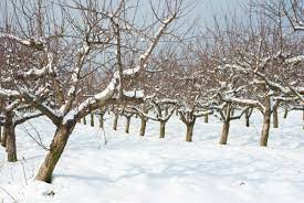 If trees are pruned in early winter, the coldest weather is still to come and may expose the trees to damage. How To Prune Your Fruit Trees Modern Farmer
