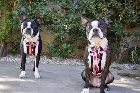 They have a delicate nature with an inviting identity. Hunderasse Boston Terrier Alles Was Sie Wissen Mussen