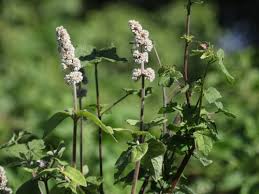 Image result for Cyathula orthacantha