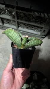 Image result for Sansevieria sinus-simiorum