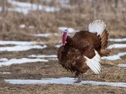 Six Heritage Turkey Breeds On The Farm Backyard Poultry