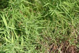 Image result for Pogonatherum paniceum