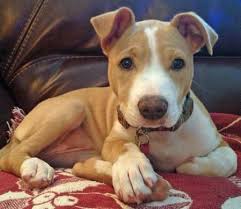 American Pitbull Terrier Mix Black And White Zelda The Mixed Breed American Pitbull Terrier Pitbull Terrier Pitbulls