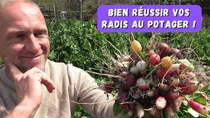 Planter une vigne de table en pleine terre