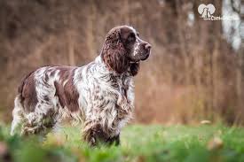 I cuccioli, sono visibili direttamente in allevamento, di comprovata e pluriennale esperienza, assieme ai genitori, certificati per le principali patologie di razza e selezionati per morfologia e carattere da importanti genealogie. Cane Springer Spaniel Inglese Carattere Alimentazione Caratteristiche Della Razza